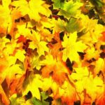 Autumn, leaves, yellow leaves, leaf,
