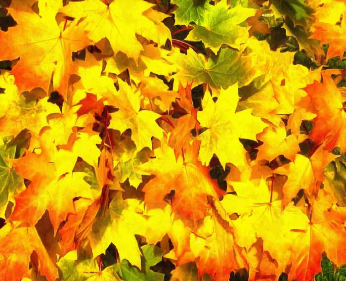 Autumn, leaves, yellow leaves, leaf,